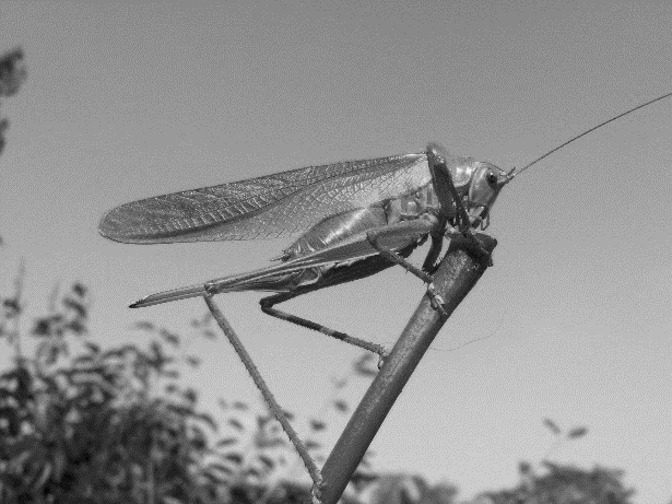 A Stridulating Cricket. Is it just me or would giant Crickets be freakin' terrifying? Let's all just take 12 minutes and 32 seconds out of our day and think about that.